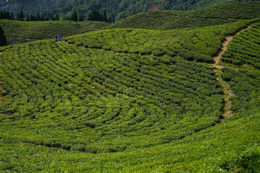 आहा ! धेरै सुन्दर कन्यामका चिया बगान