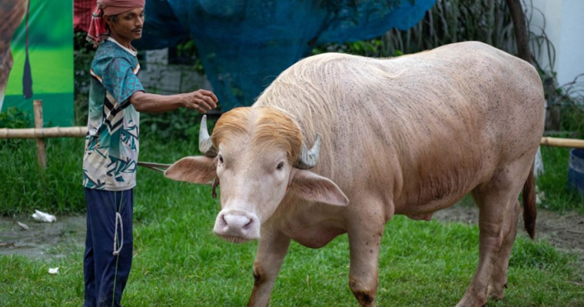 इदको बलिबाट जोगियो ‘डोनाल्ड ट्रम्प’ उपनामको भाइरल राँगो