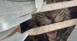 काठमाडौंको तारकेश्वरमा चितुवाको आक्रमणबाट दुई जना घाइते