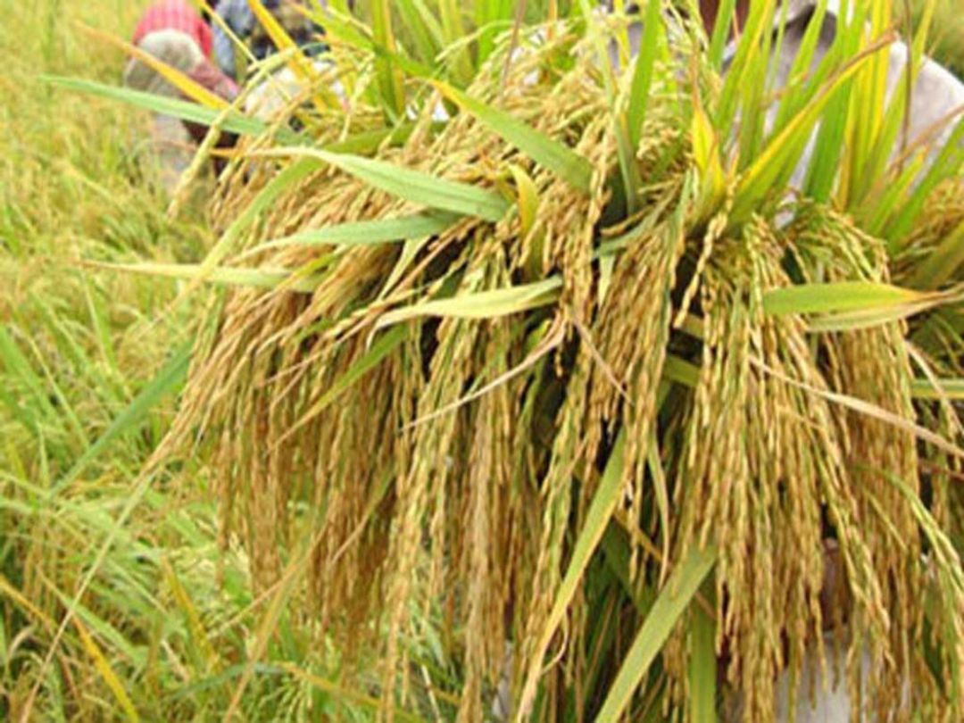 कृषि उत्पादन वृद्धि