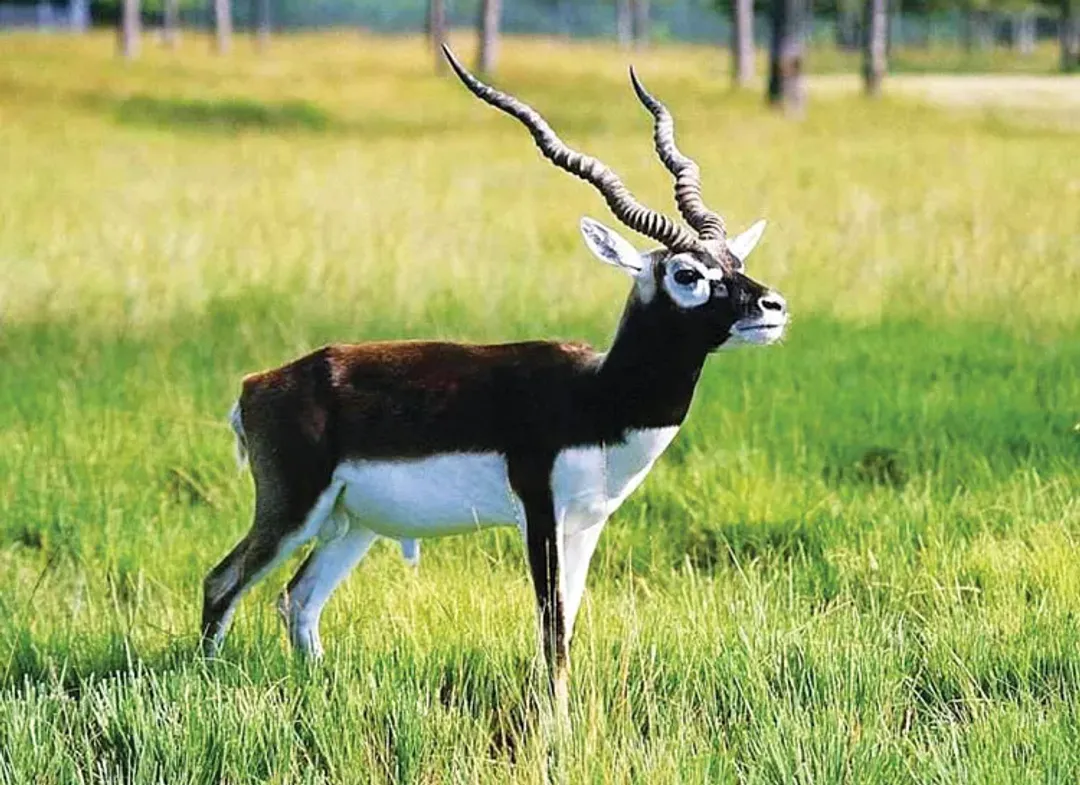 फाइल तस्बिर