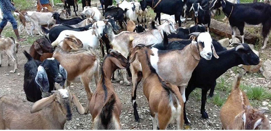 फाइल तस्बिर